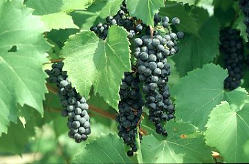 Baco Noir grapes