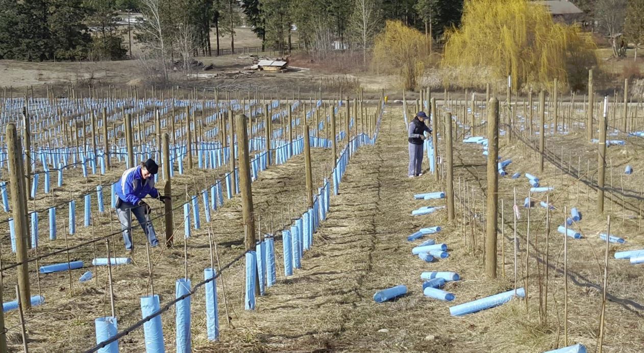 Family pruning young vines