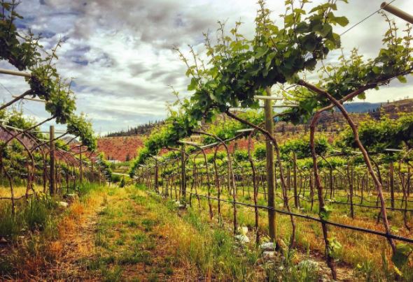 Noble Ridge Vineyard - Pinot Noir Vines