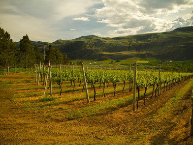 Desert hills 3 Boys vineyard