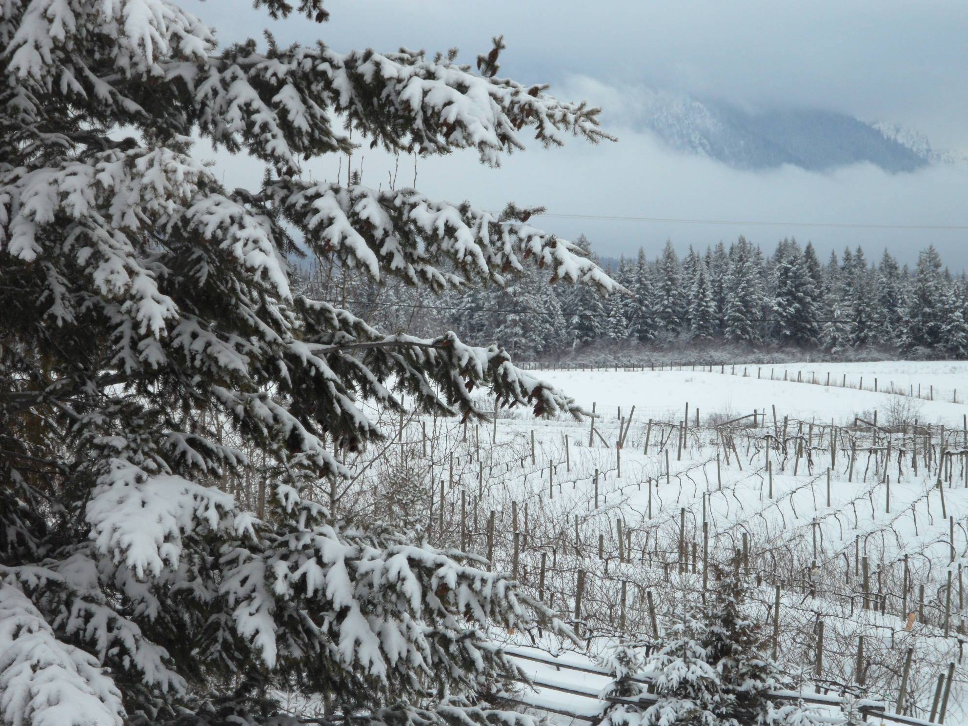 Recline Ridge Vineyard in winter