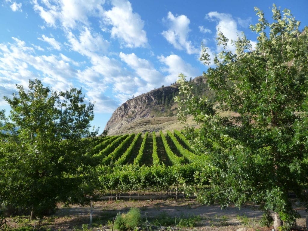 Savard Vines