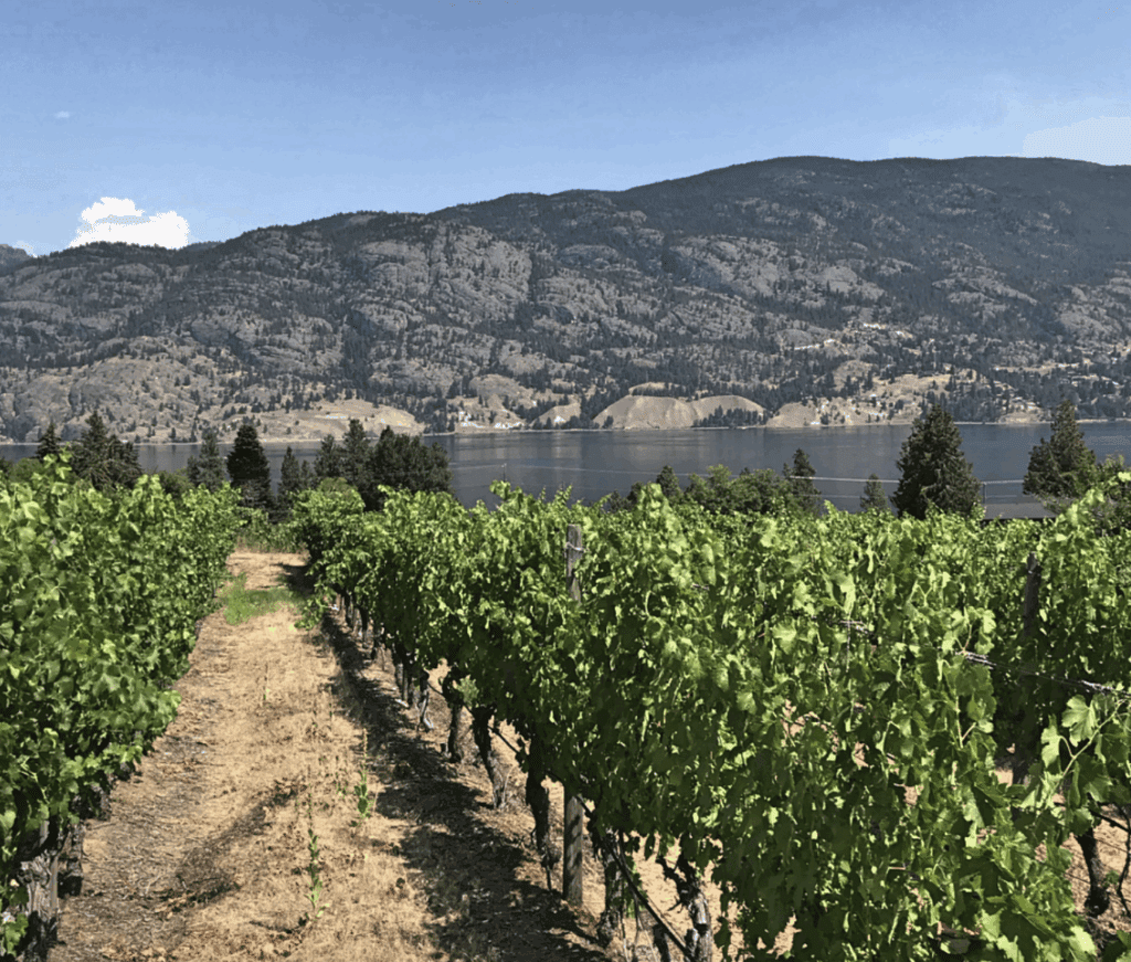 Black Market Wine Company Conviction Ridge Vineyard in Kaleden