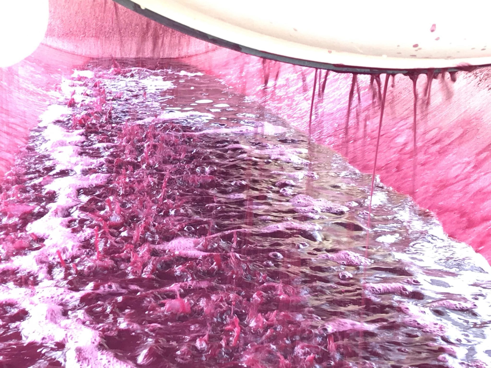 Zweigelt  Harvest 2018