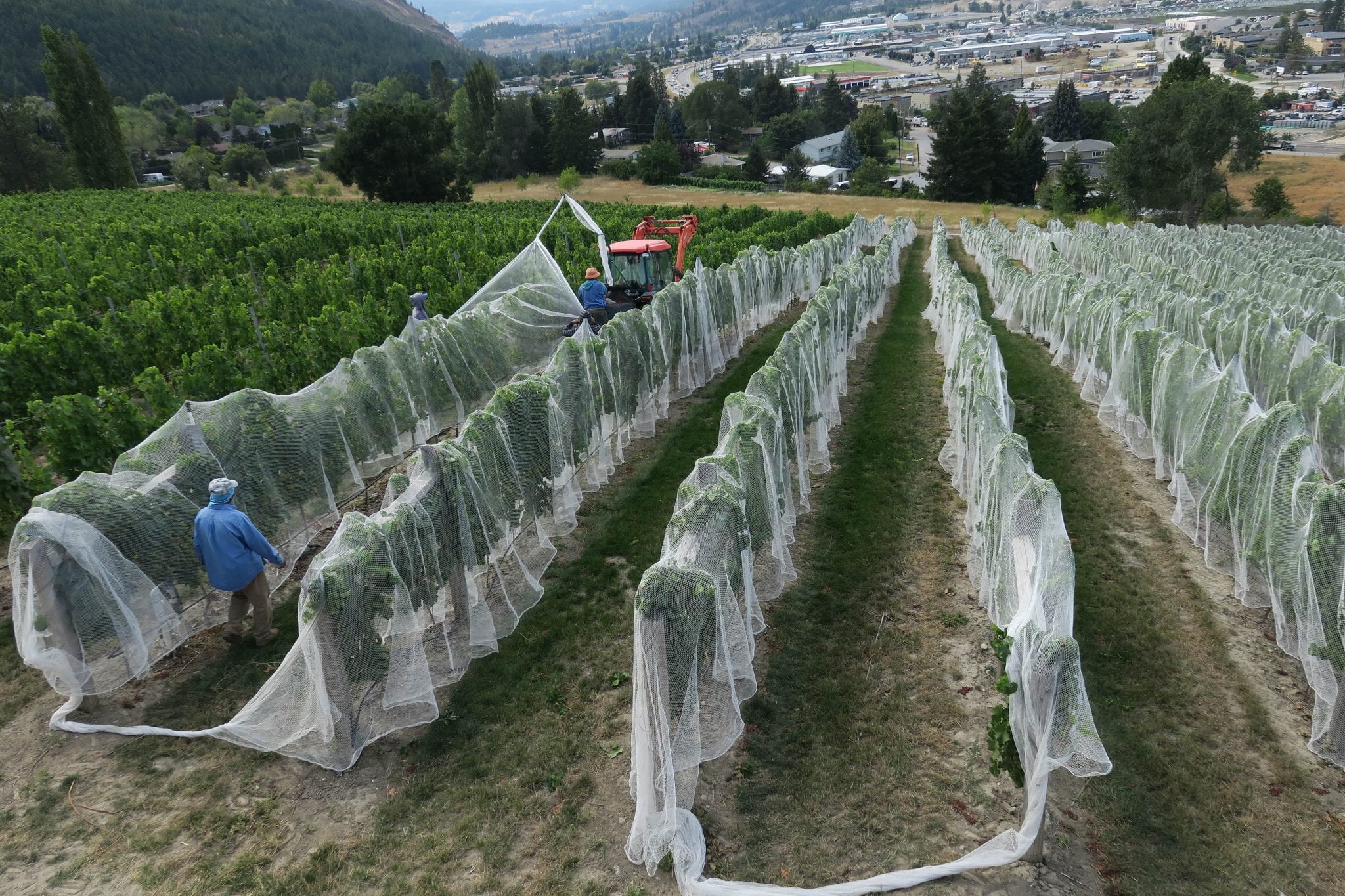 Grizzli Vineyard West Kelowna being prepared for ice wine