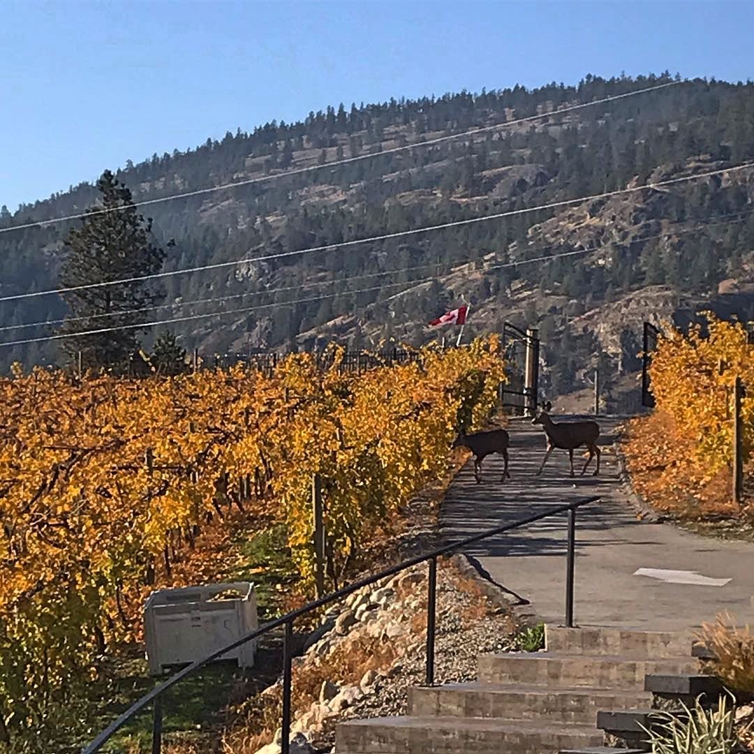 Stag's Hollow Winery