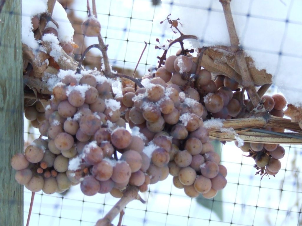 Ice Wine Grapes ready to Harvest