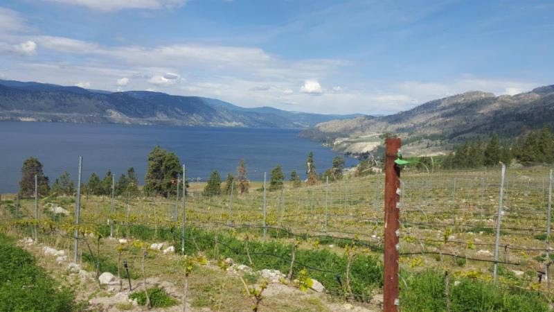 Coolshanagh, on Naramata Bench looking northeast up Okanagan Lake.