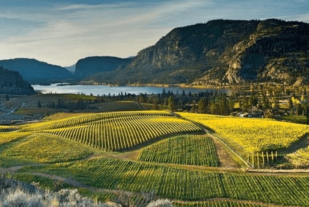 8th Generation Vineyard