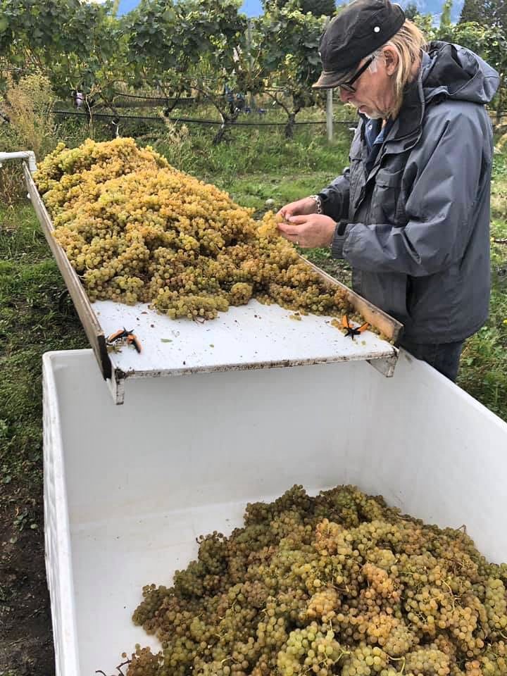 Henricsson Vineyard #BCHarvest19