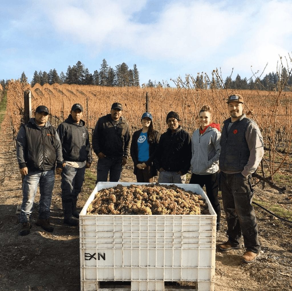 Final day of Ex Nihilo Vineyards #BCHarvest19