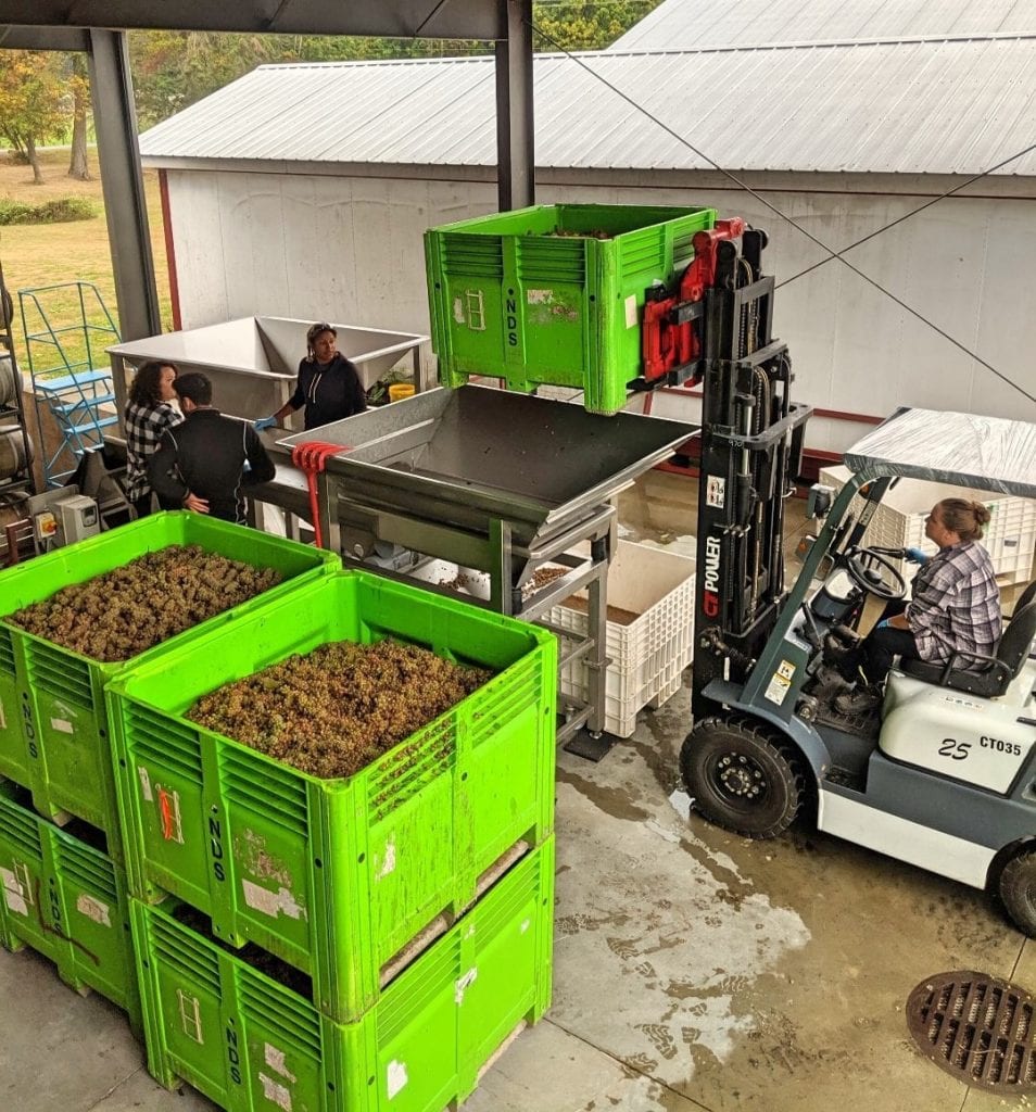 Harvest at Unsworth Vineyards