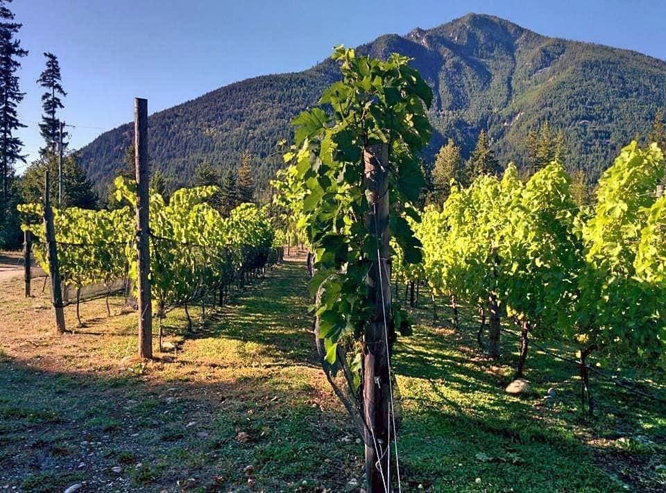 Valley of the Spring Vineyard