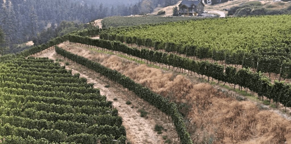 Canyonview vineyard