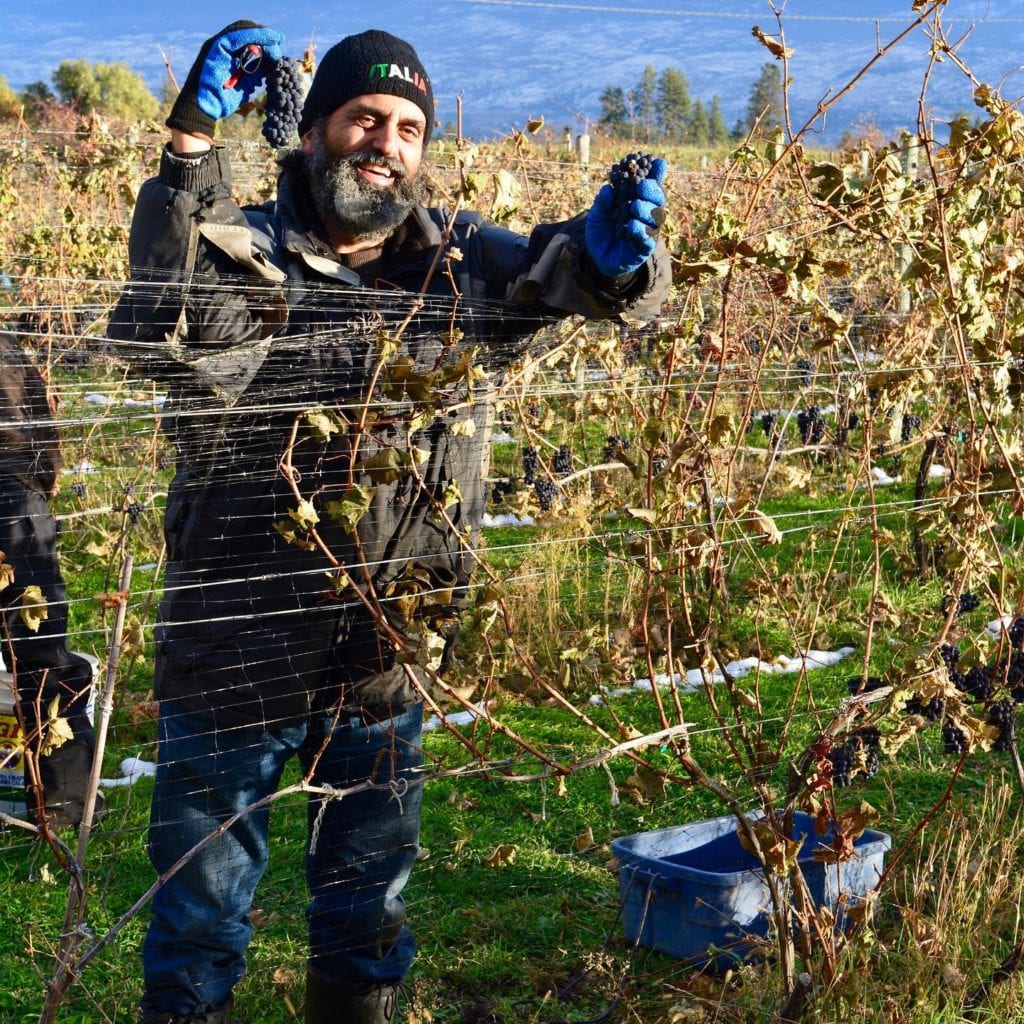 Winemaker's Thoughts on BC Harvest 2020 - Take 2 - BCwinetrends