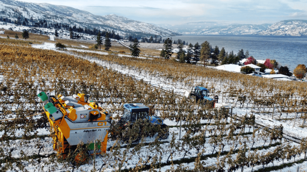 St Hubertus & Oak Bay Estate Winery harvest 2020