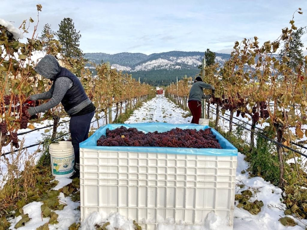Kalala Winery BC Harvest 2020