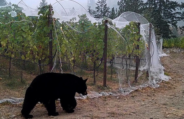 Bear in the Vineyard!