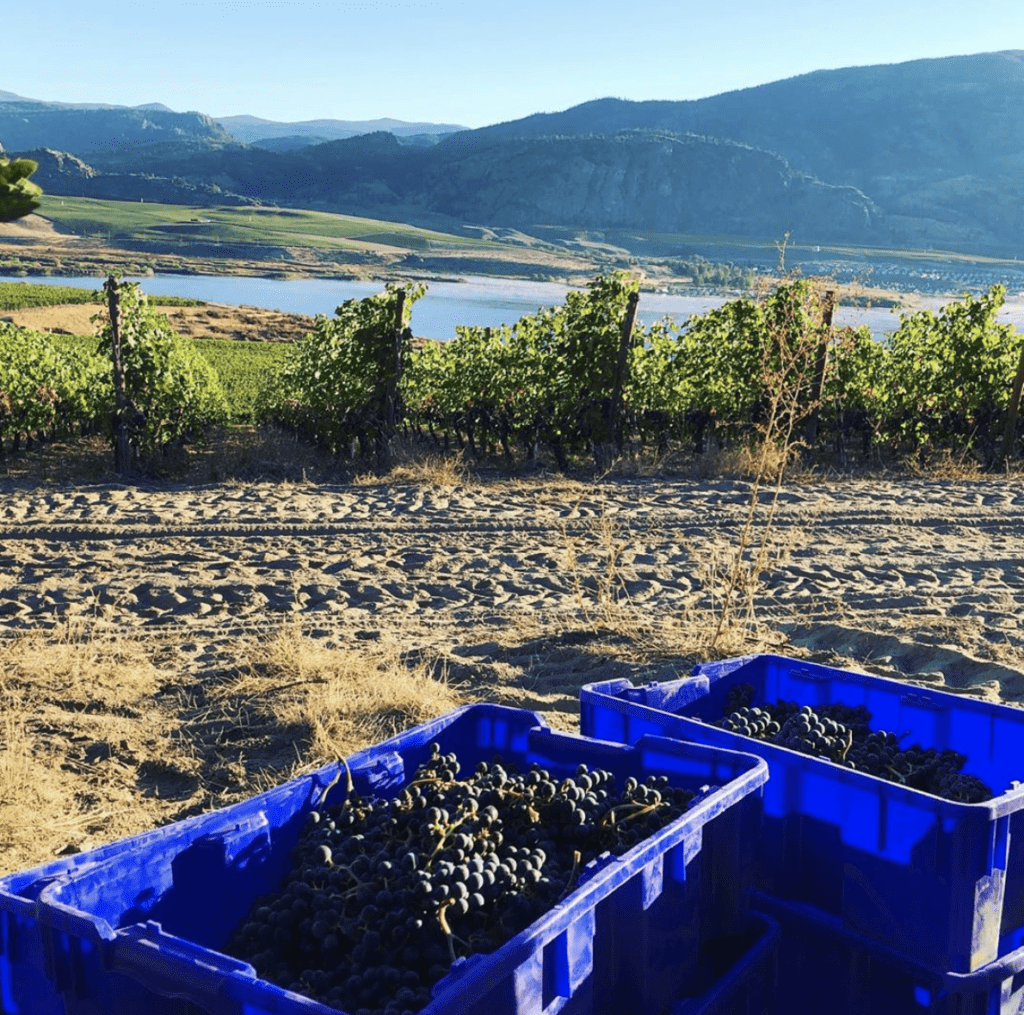 Osoyoos Larose Harvest 2020