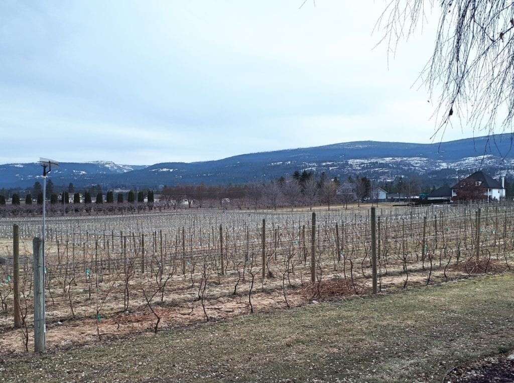 Priest Creek Vineyard in East Kelowna