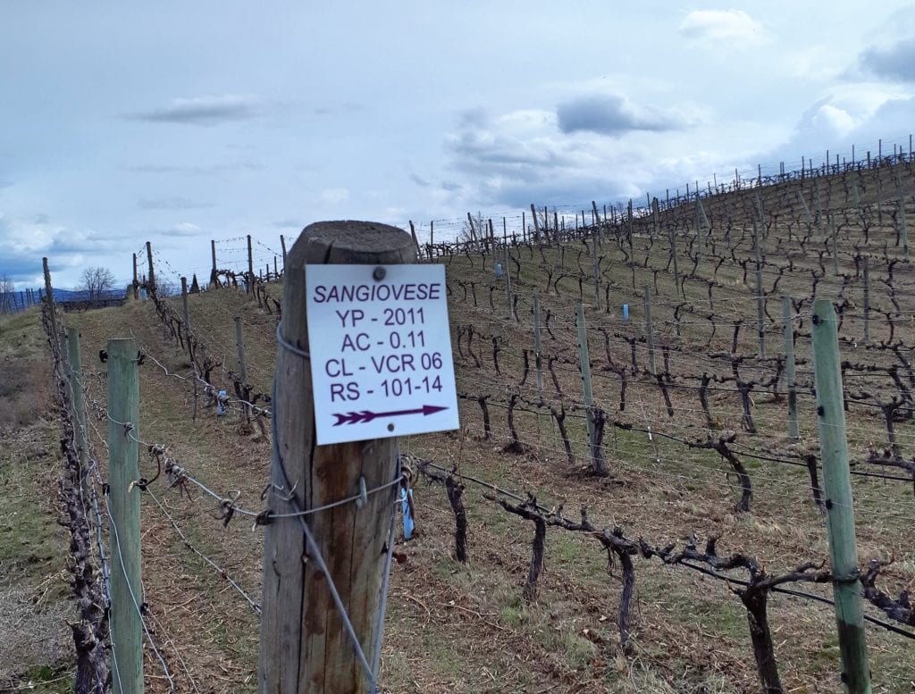 Sangiovese vines at  LaStella Winery