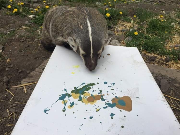 MONTE CREEK WINERY SUPPORTS ENDANGERED BC BADGERS