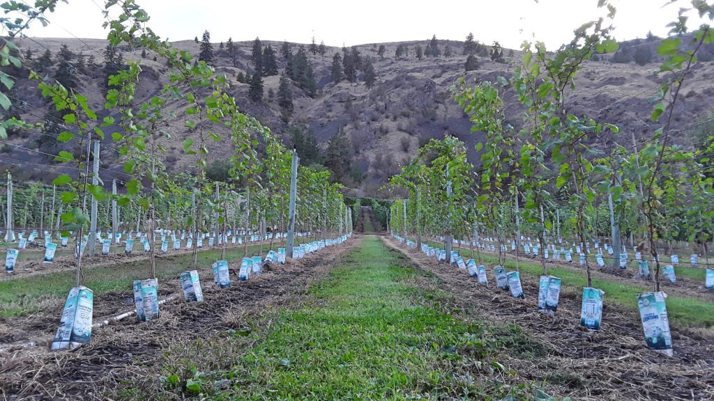 Castoro de Oro vineyard new planting.