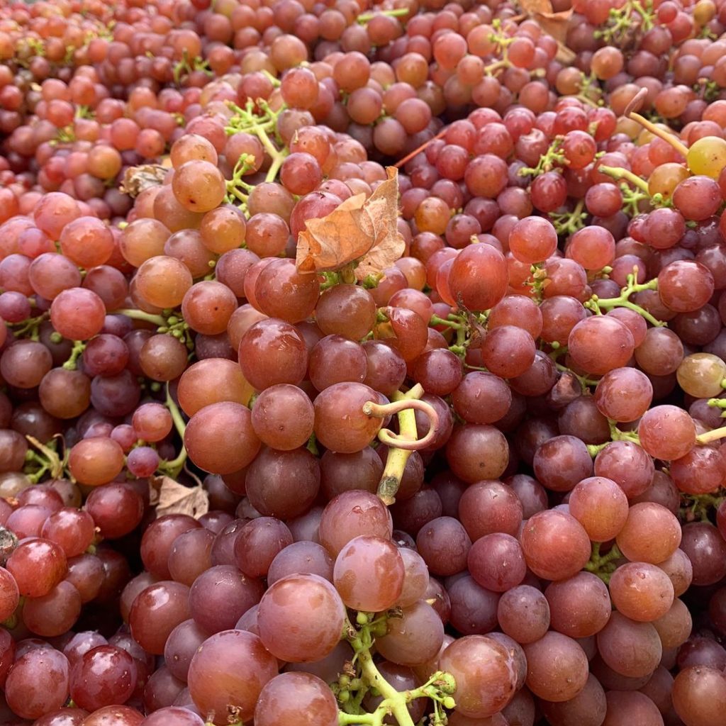 Chaberton Estate Winery  - Siegerrebe grapes