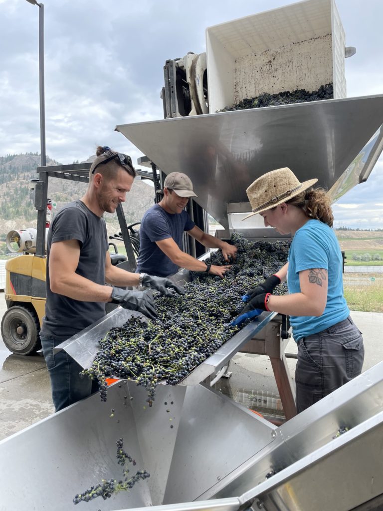  Monte Creek Winery Harvest 2021 - Jesse, Galen & Lisa Grape Sorting