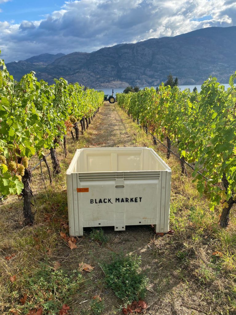 Black Market Wine Co. Harvest BC