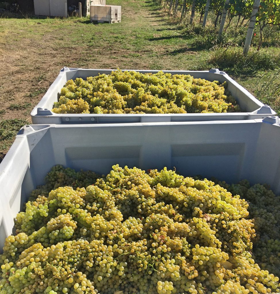  Eau Vivre Winery BC Harvest 2021