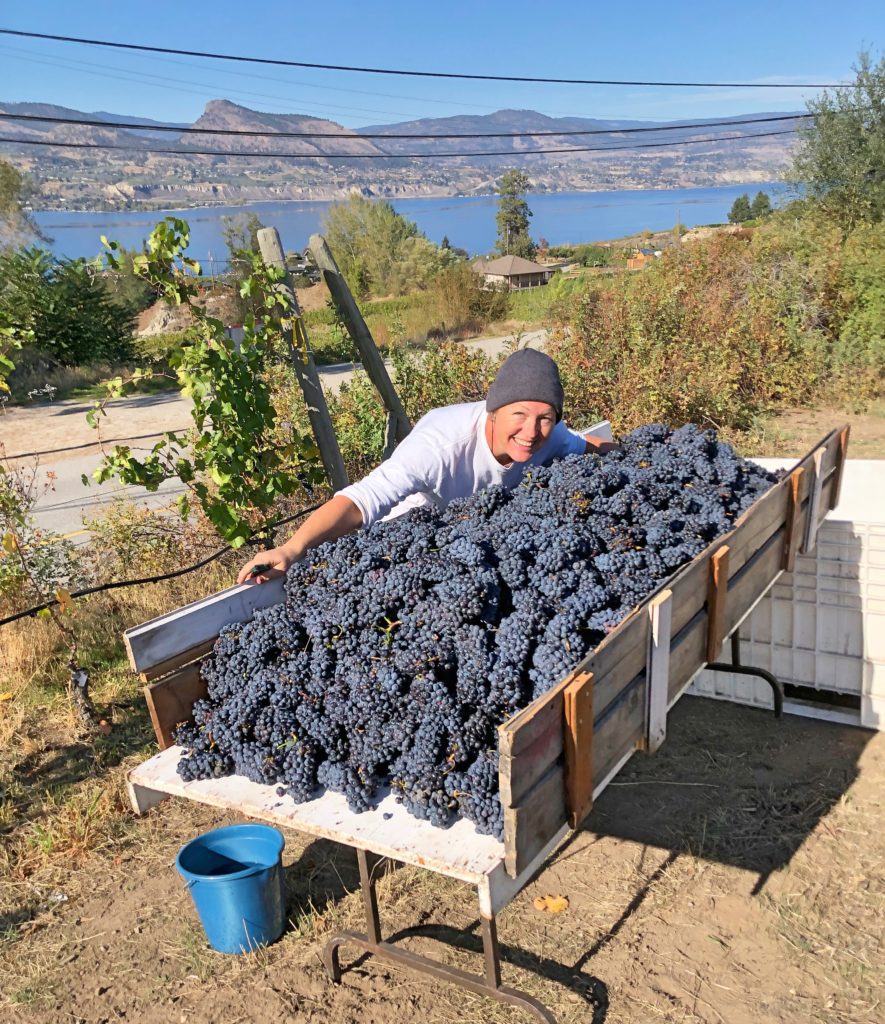 Henricsson Vineyard - Kajsa Henricsson sorting Pinot Noir