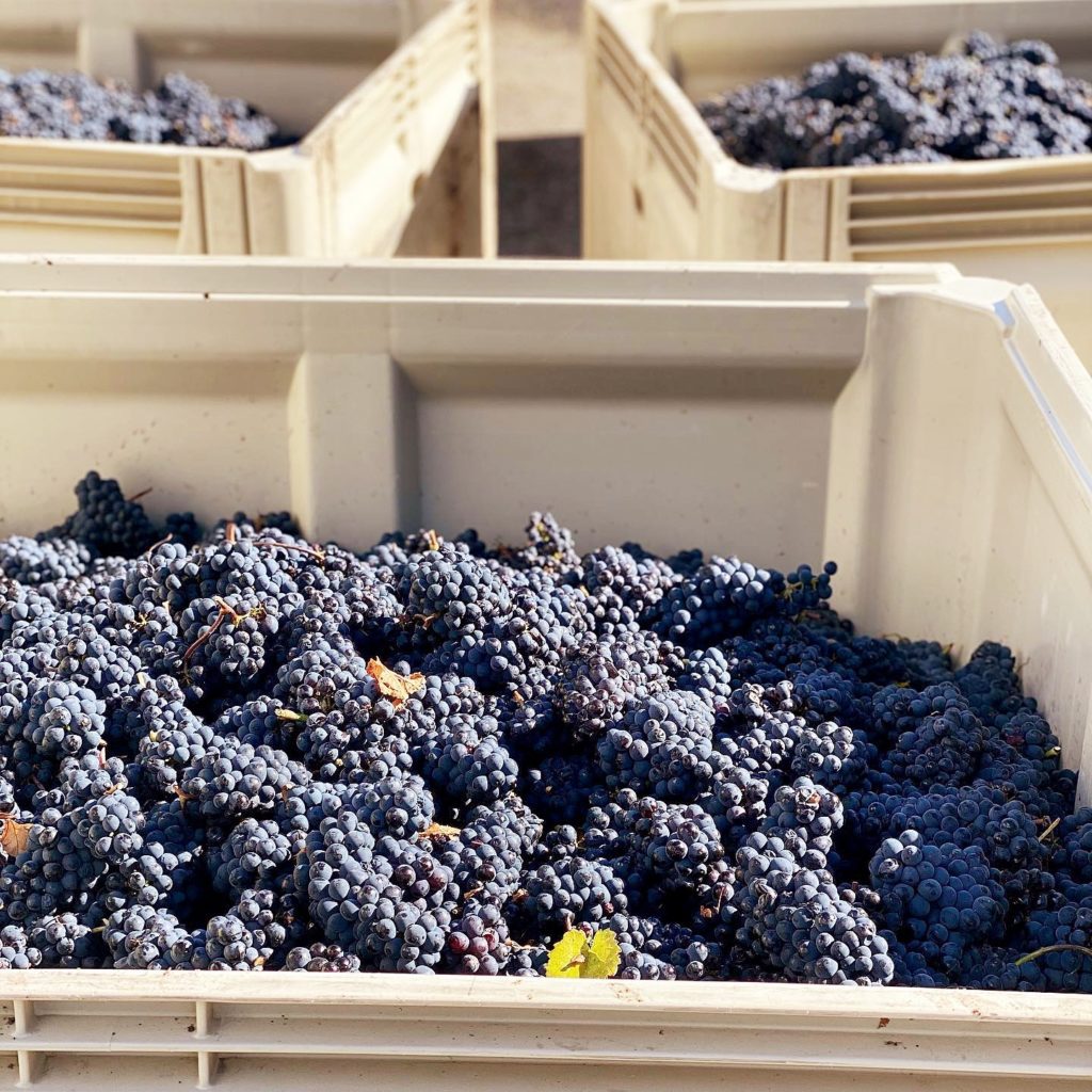 Niche Wine Company - Pinot Noir Harvest