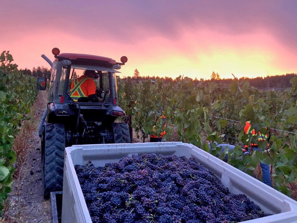 Peak Cellars  - BC Harvest 2021