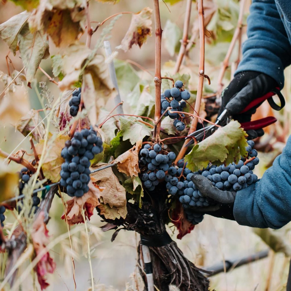 French Door Estate Winery- 2021 Merlot Harvest