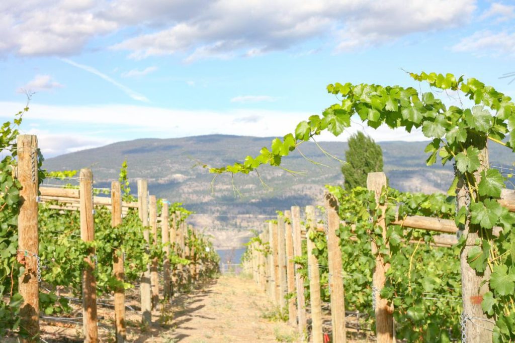 Okanagan Crush Pad's Switchback Vineyard