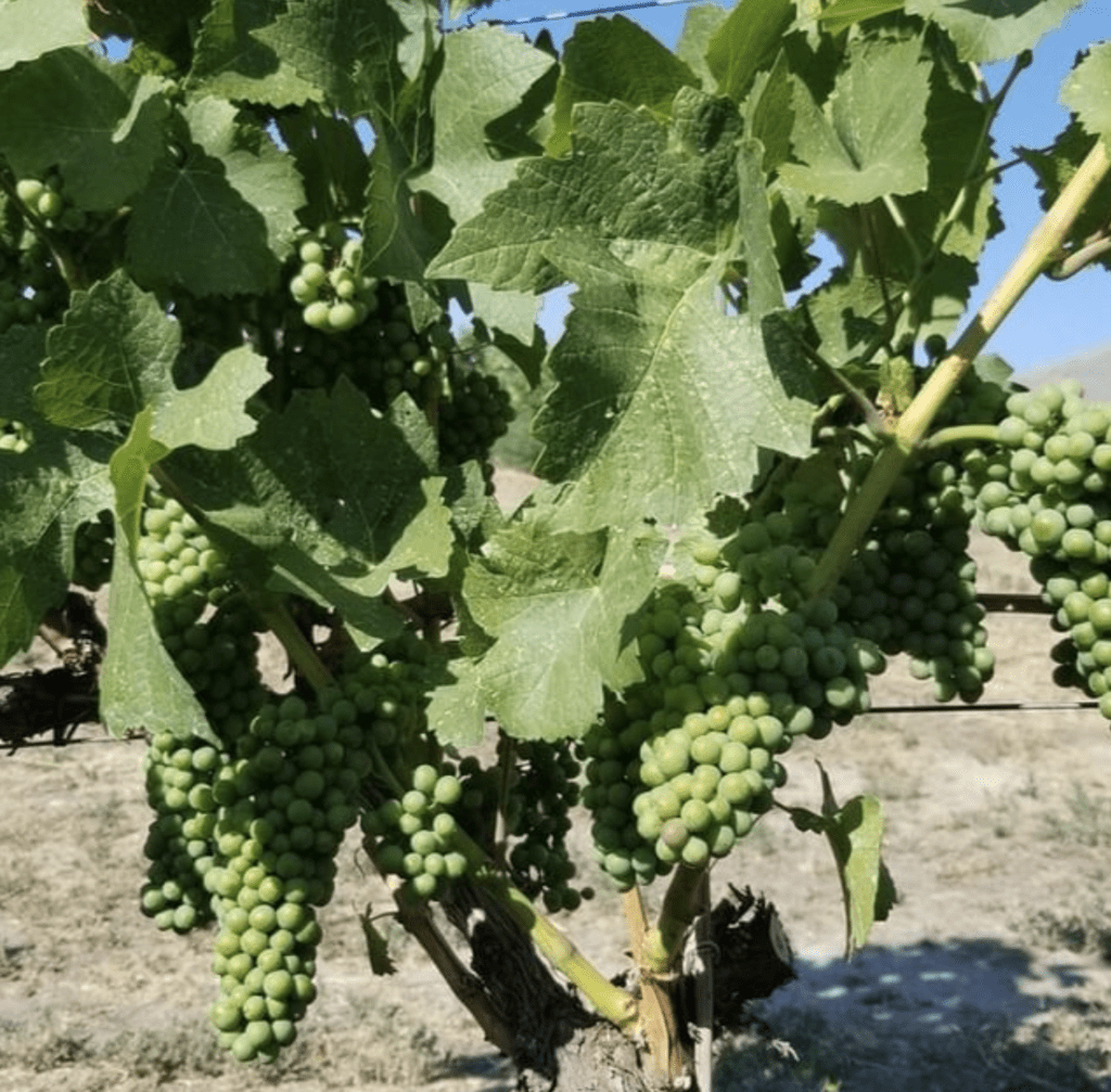 Horseshoe Found Winery - Pinot Noir  Pre-Veraison 2022