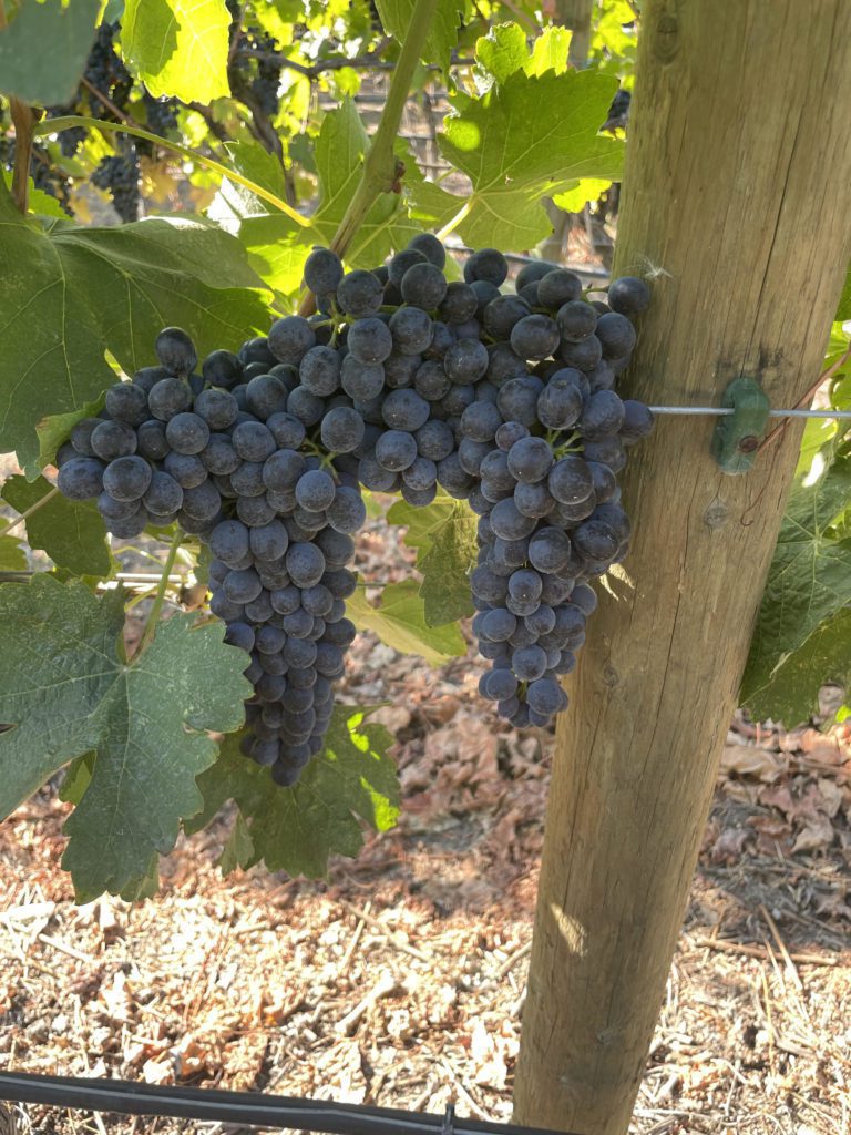 Vasanti Estate Winery - Cabernet Franc grapes