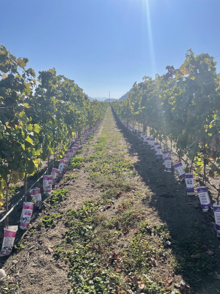 Vasanti Estate Winery - Gamay Noir Vines