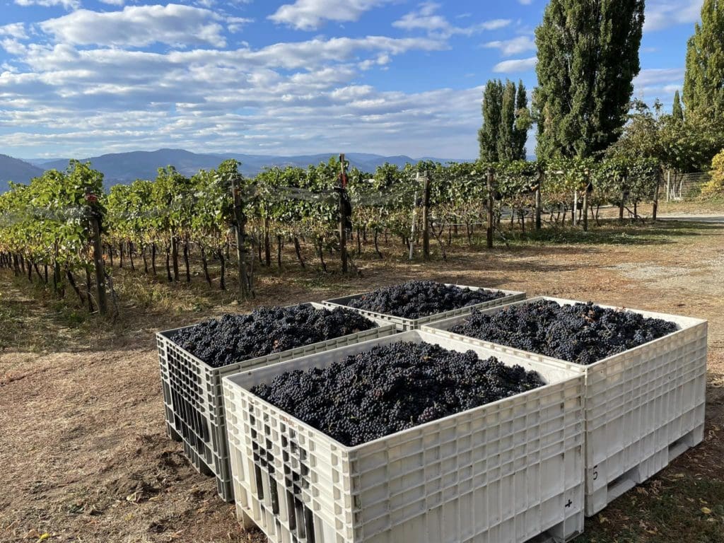 Howling Bluff Winery harvest