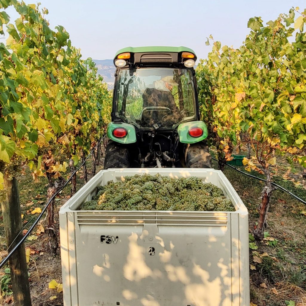 Four Shadows Vineyard & Winery 2022 harvest