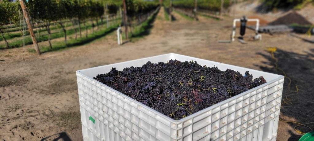 Horseshoe Found Pinot Noir in the bin