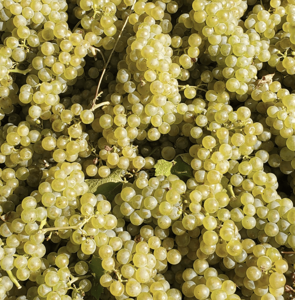 Chardonnay harvested from Anarchist Mountain Vineyard  September 2021

