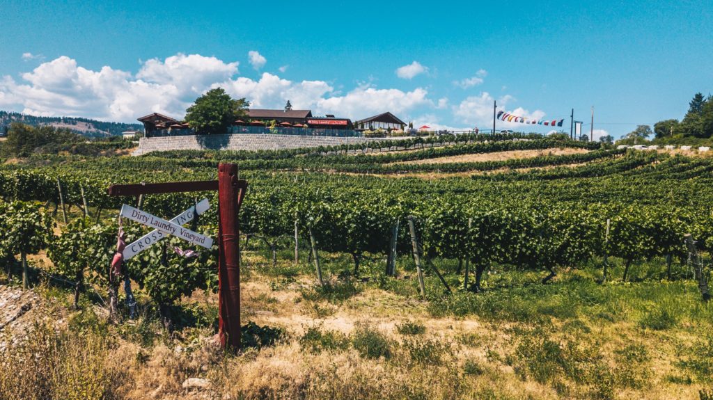 Dirty Laundry Vineyard ready for Harvest 2022.