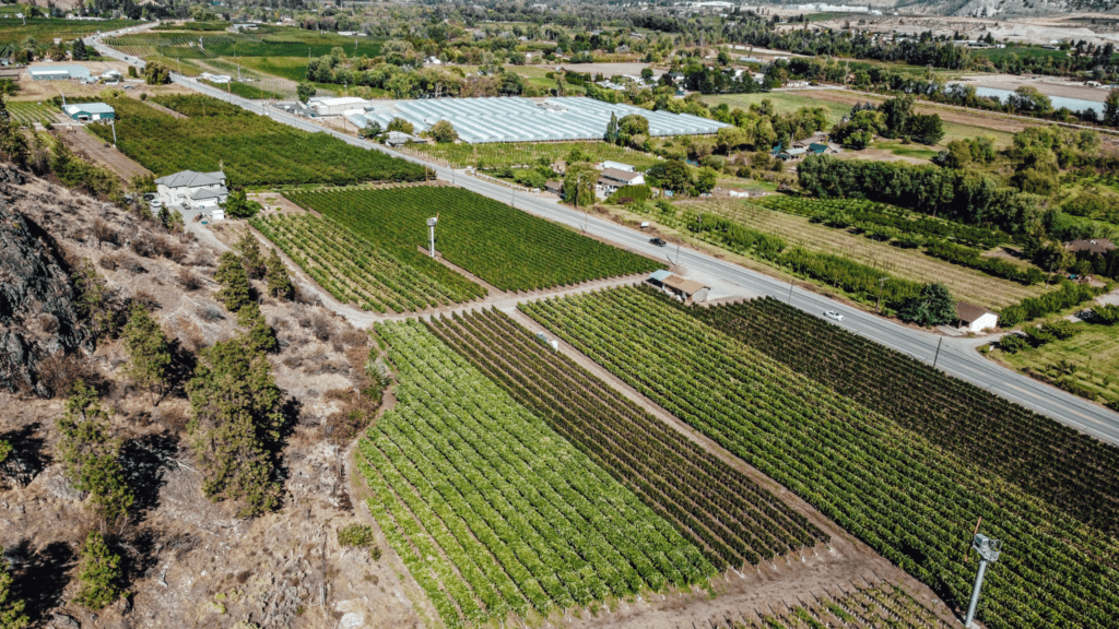 Paradise Block, Monarch Vineyards, Oliver