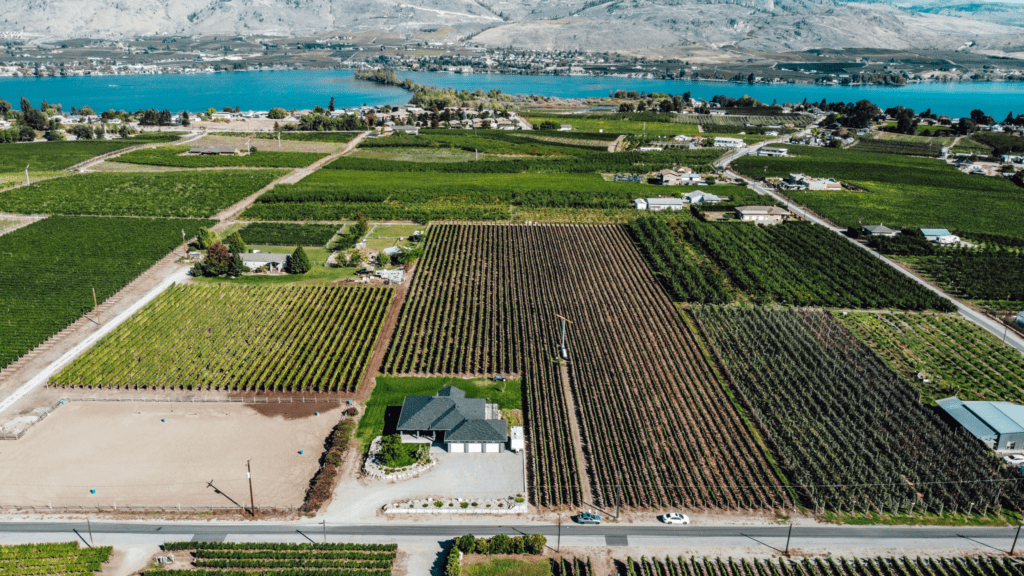 West Bench Block, Monarch Vineyards, Osoyoos