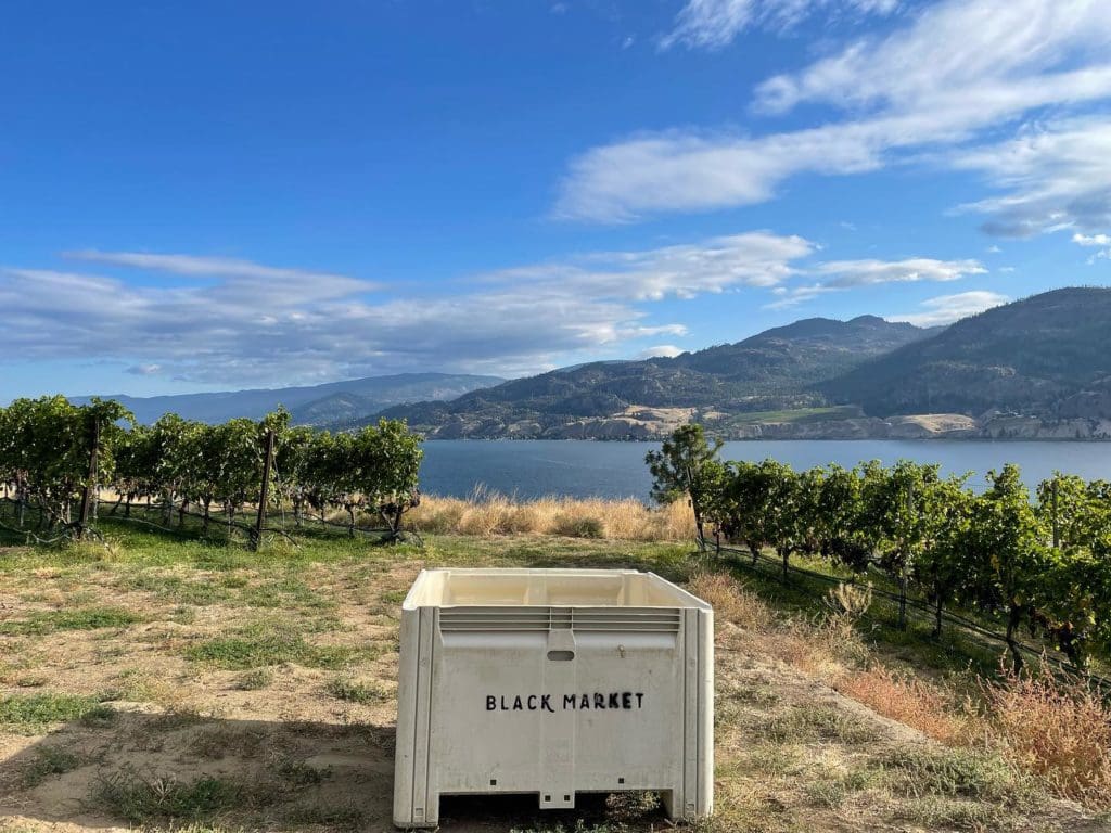 Black Market Wine Co.  - Harvest complete!
