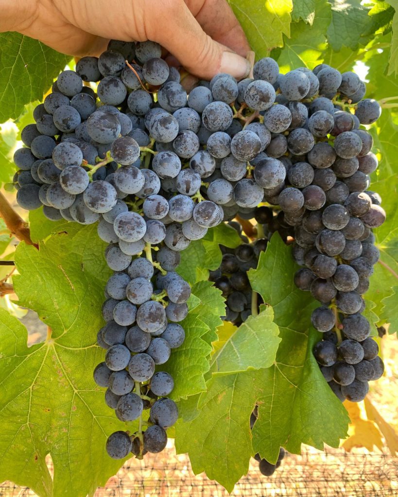 Black Market Wine Co. - Conviction Ridge Merlot ready for harvest