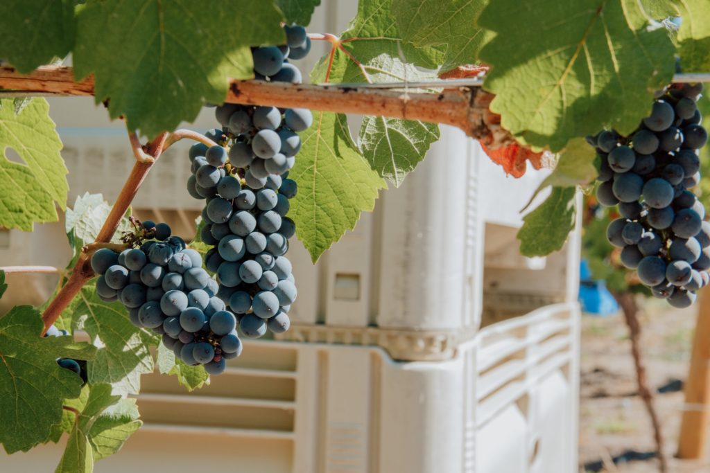 Meyer Family Vineyards - Pinot Noir ready for BC harvest