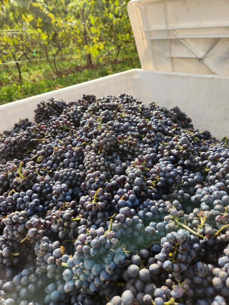 Singletree Winery  - Pinot Noir Harvest